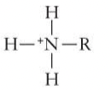 <p>Amino/Amines Formula and Properties</p>