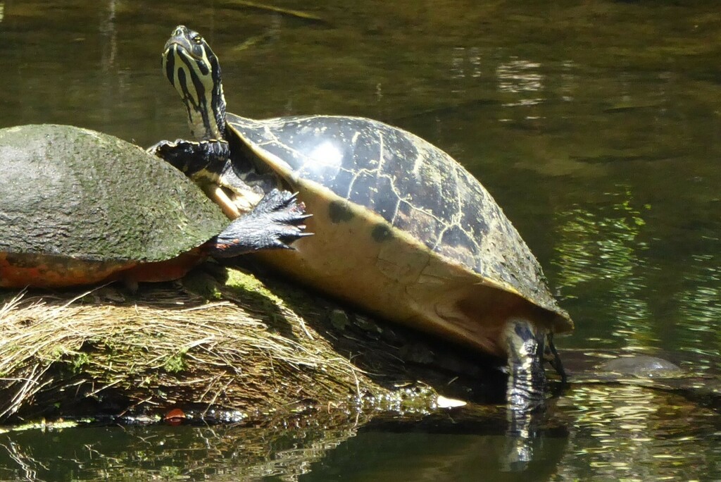 <p>Coastal Plain Cooter, FL native, narrow brown stripes on shell, small and streamlined shell, live in fast-moving waters, bright yellow plastron</p>