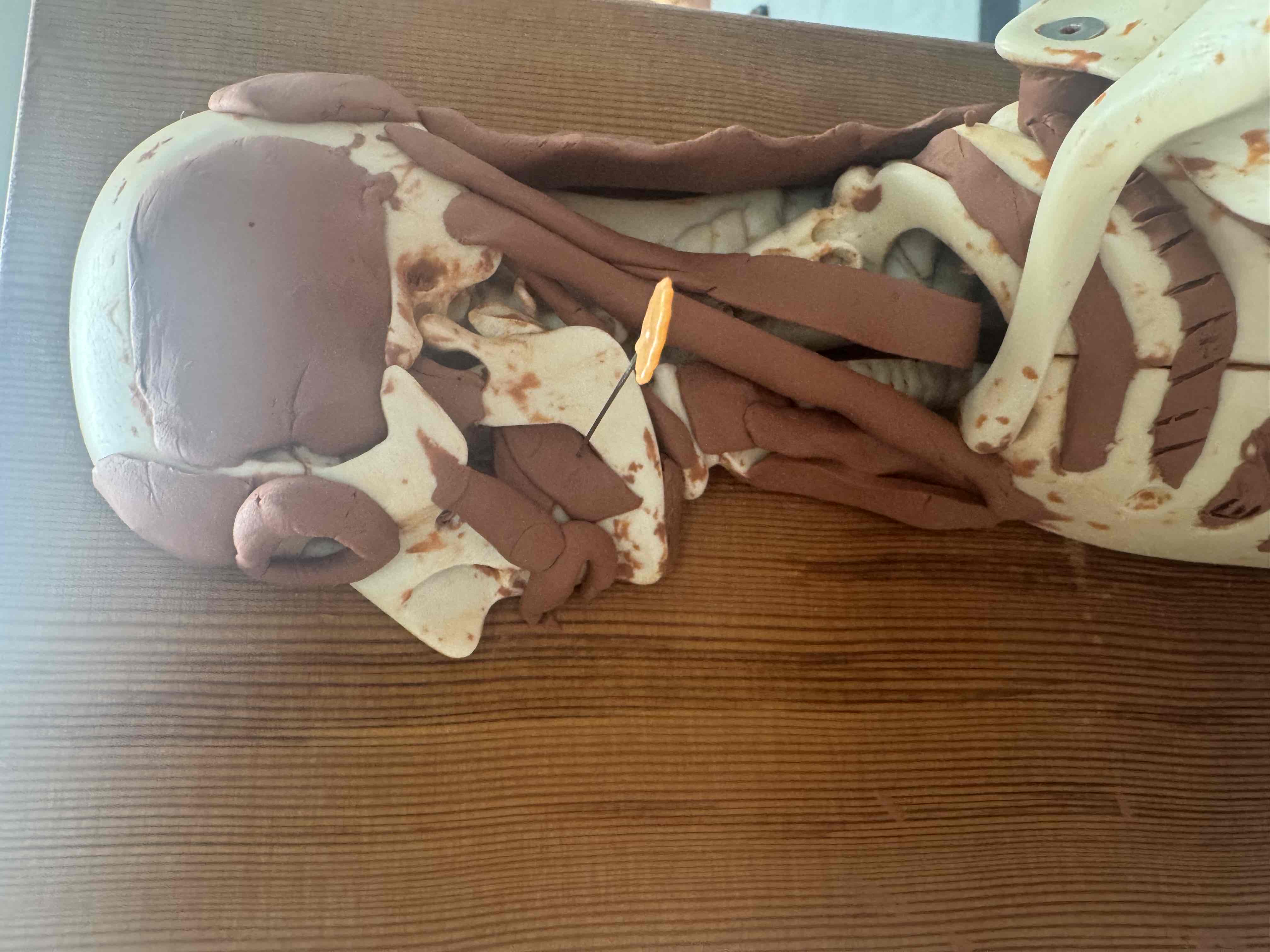 <ol><li><p><span>action - origin maxilla &amp; mandible, insertion orbicularis oris, action = retracts angle of mouth, chewing</span><br></p><p></p></li></ol><p></p>