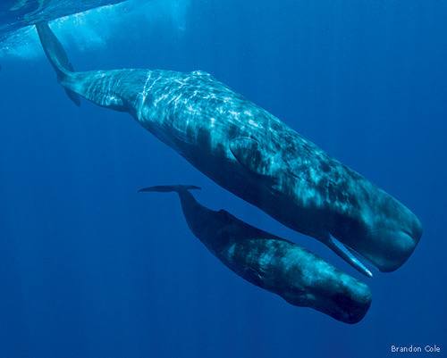 What’s the scientific name of the sperm whale?