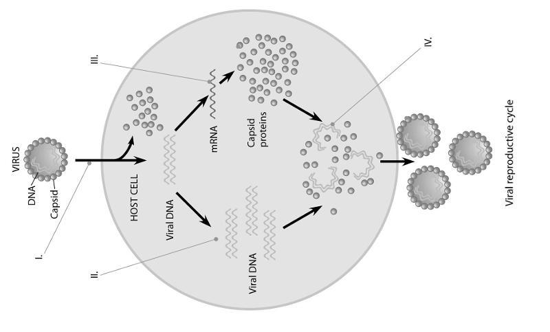 In the figure below, when new viruses are being assembled (IV), what mediates the assembly?