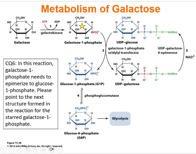 <p><strong>IClicker: </strong>In this reaction, galactose-1-phosphate needs to epimerize to glucose-1-phosphate. What is the next structure formed in the reaction for the starred galactose-1-phosphate?</p>