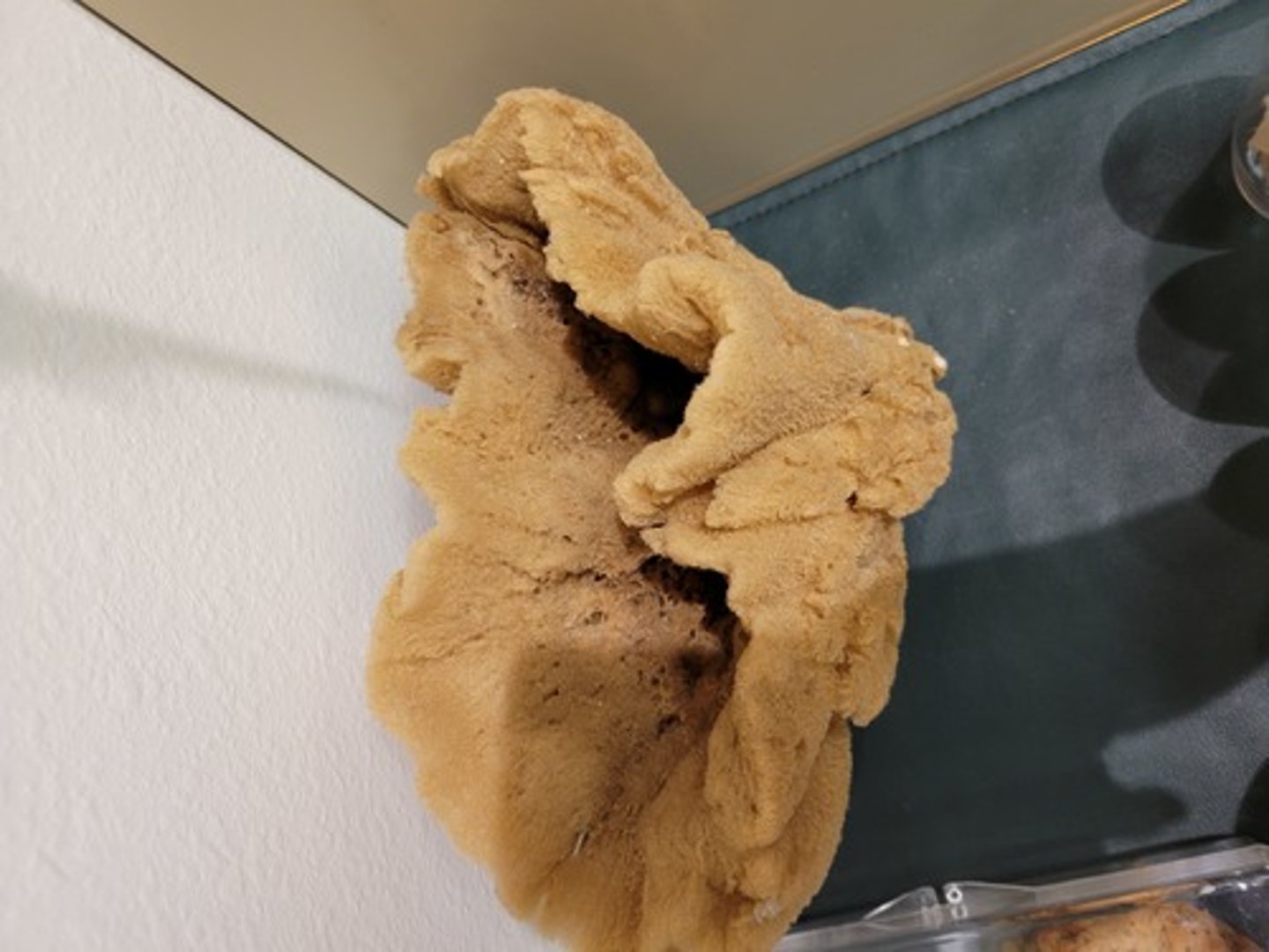 <p>Identify Taxonomy</p>