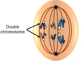 <p>Anaphase I</p>