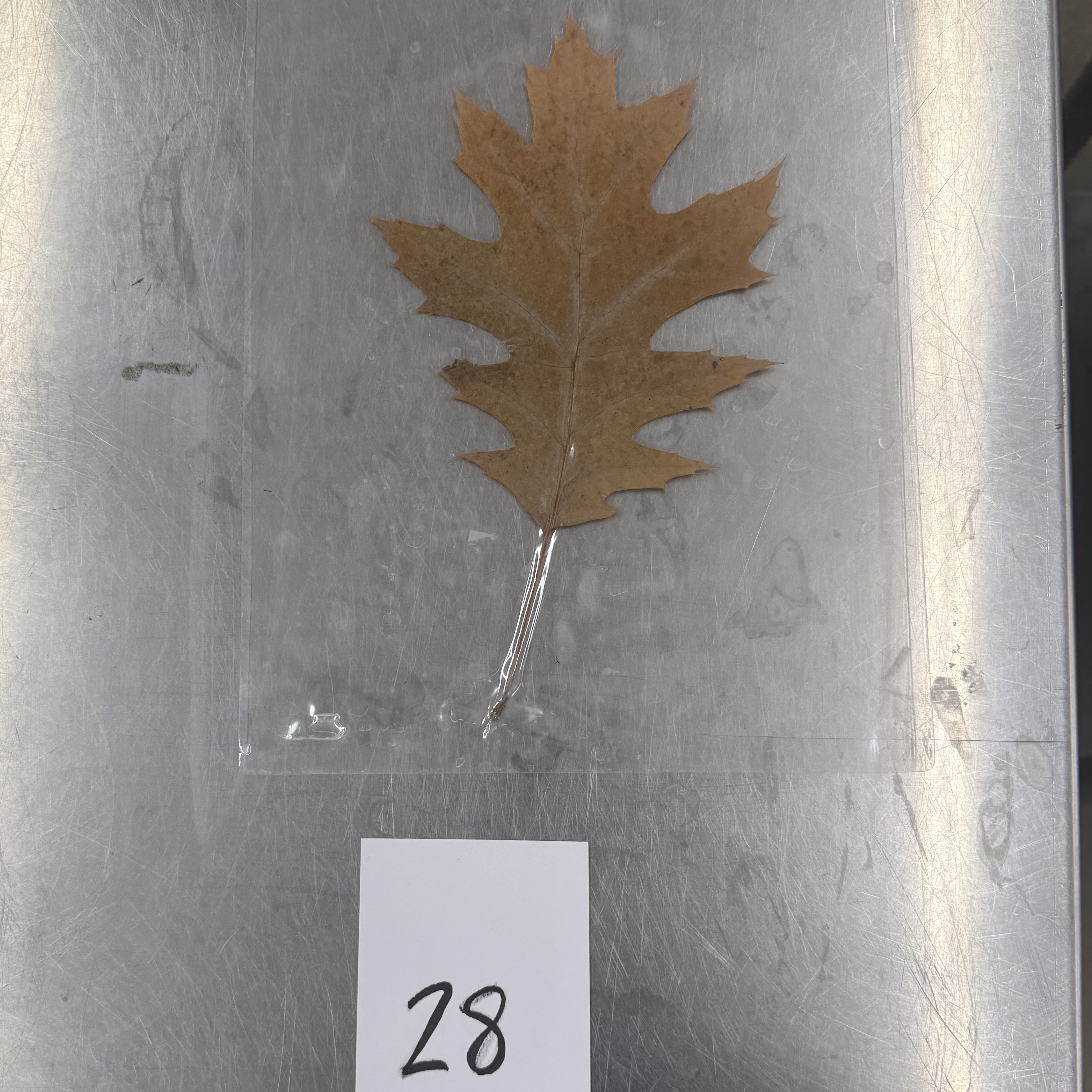 <p>Identify the shapes of the leaf specimen</p>