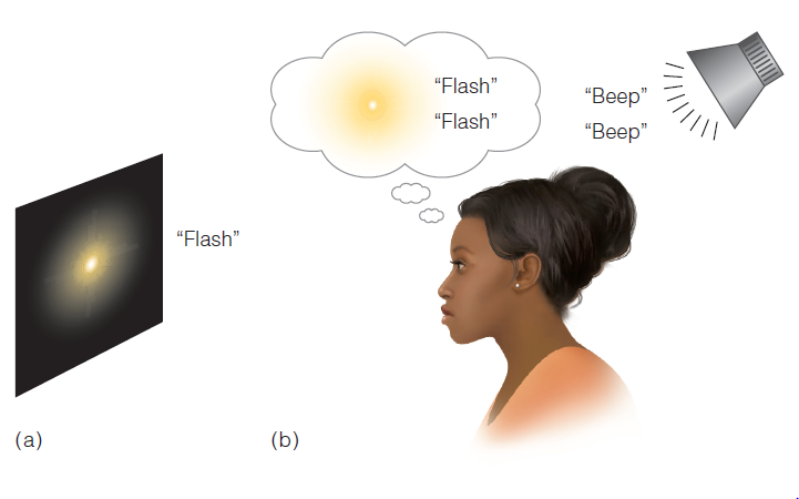 <p>A single dot is flashed on the screen. When the dot is flashed once but is accompanied by two beeps, the subject perceives two flashes</p>