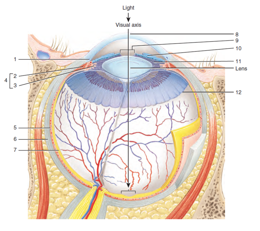 <p>What is the structure labeled #2?</p>