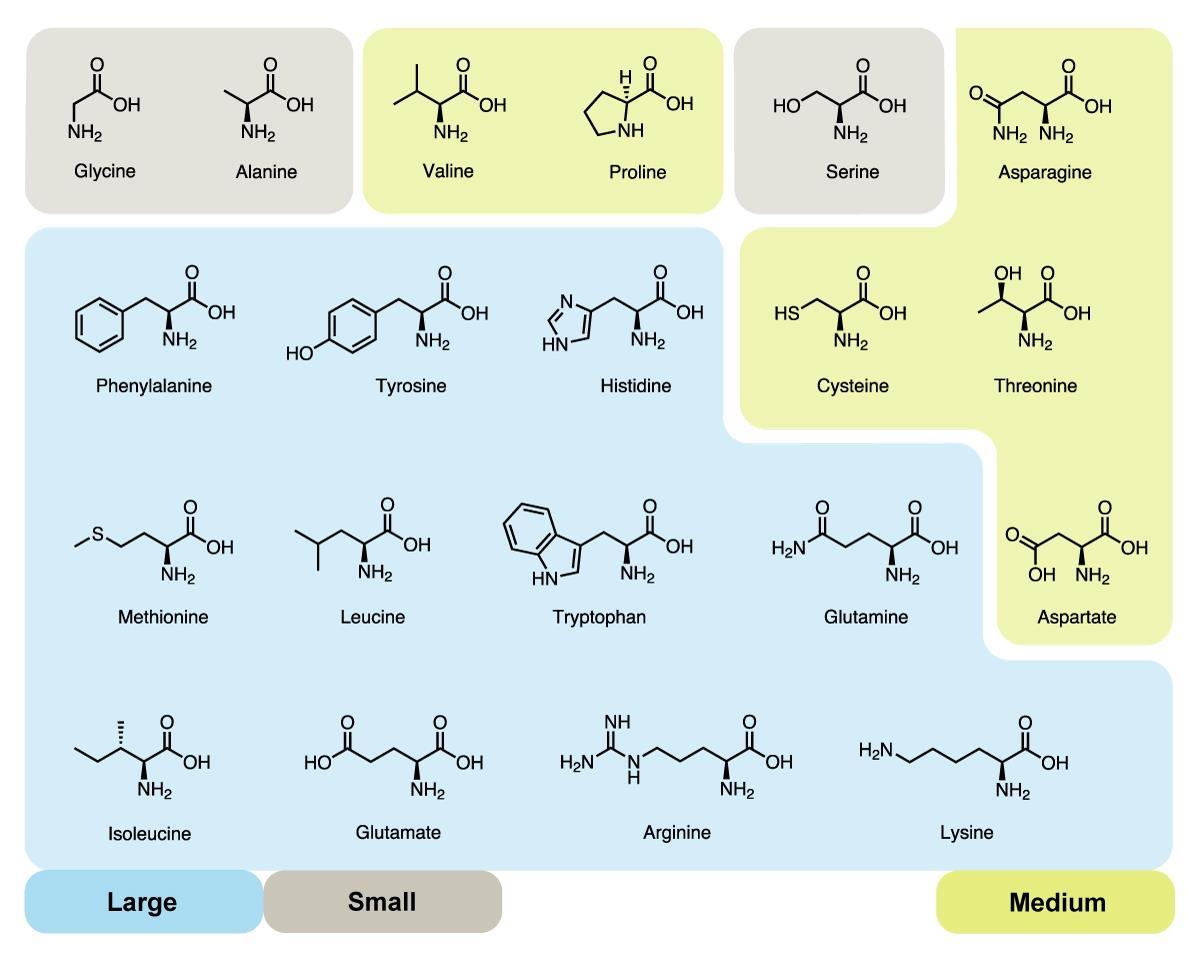 <p>amino acid</p>