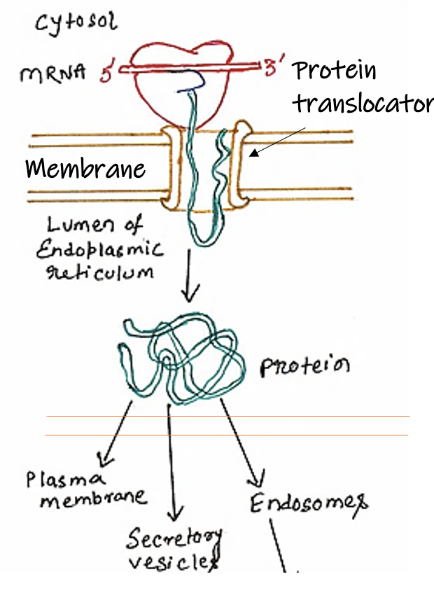 <p>Free ribosomes vs ER-bound ribosomes</p>