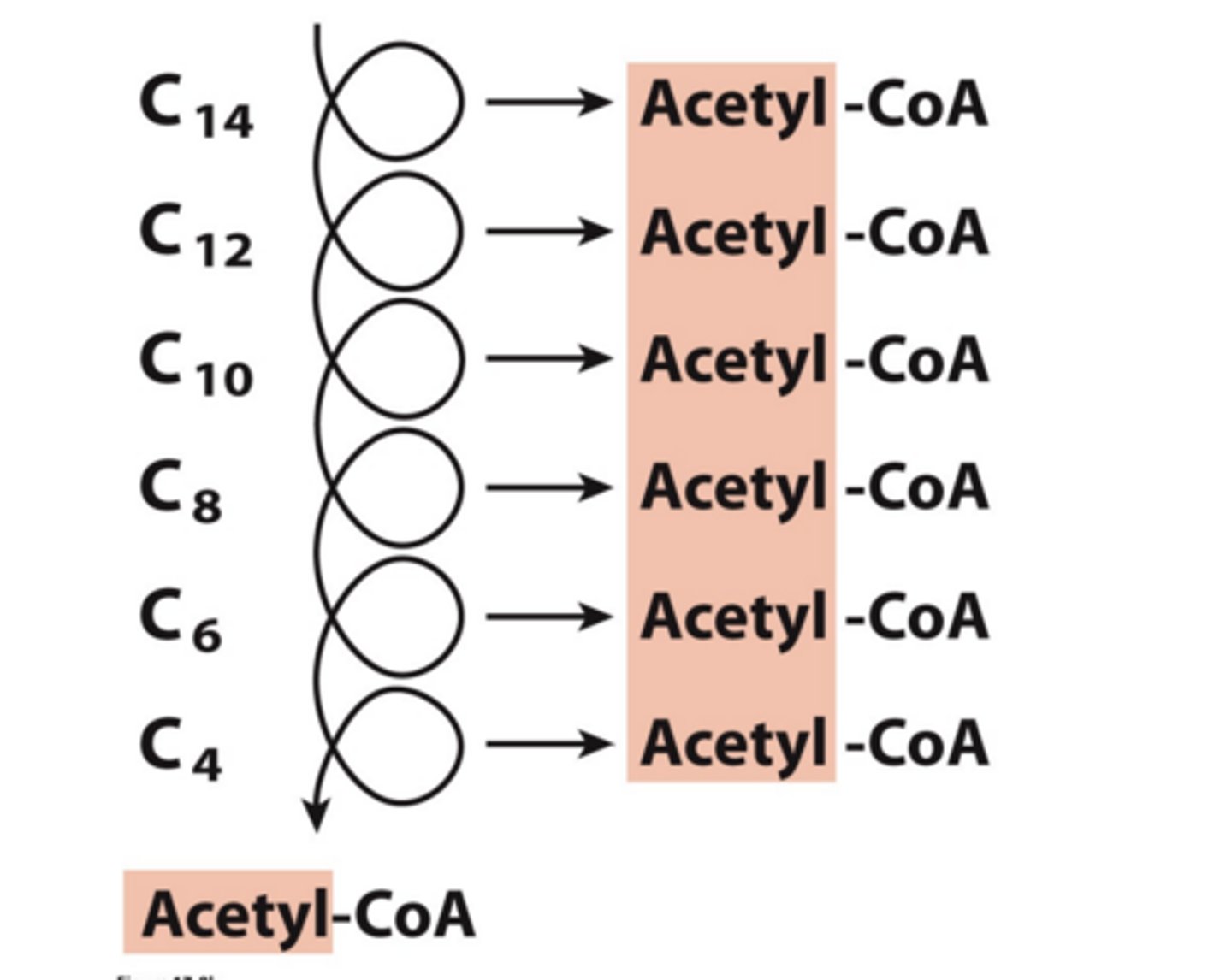<p>an Acetyl-CoA and Shortens the Chain by Two Carbons</p>