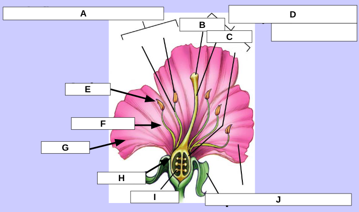 <p>what flower part is depicted in label D? **includes B &amp; C</p>