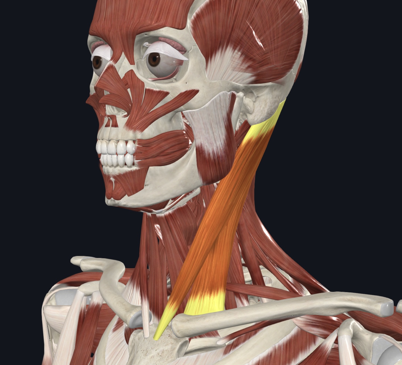 <p>Muscle of the Anterolateral Neck</p>