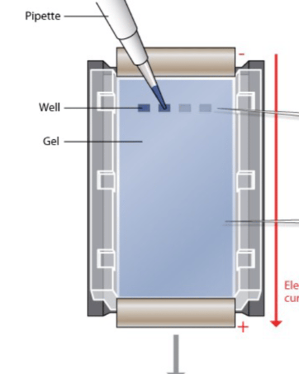 <p>- DNA samples containing fragments of different sizes are placed in an agarose gel</p><p>- An electrical current is passed through the gel</p>