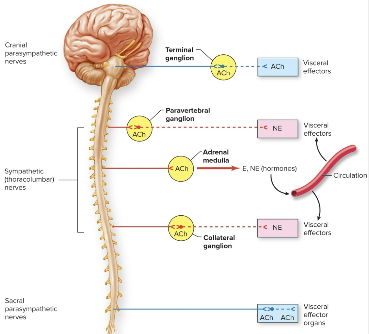 <p>a) <strong>norepinephrine</strong> is the neurotransmitter released by most sympathetic postganglionic neurons</p><p>b) can be e<u>xcitatory or inhibitory- nonadrenergic alpha or beta receptors</u></p>