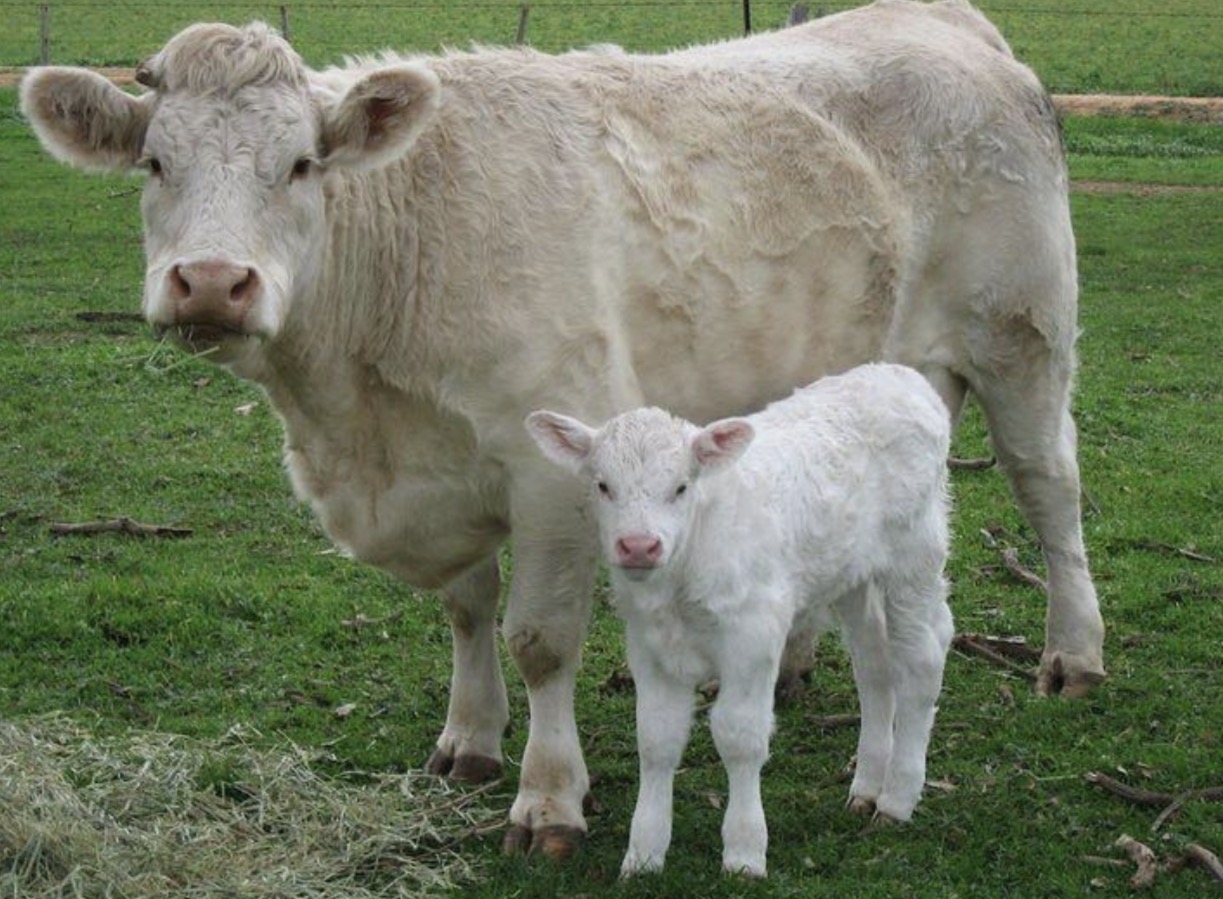 <p>What breed of cow is this and what is it mainly used for commercially?</p>
