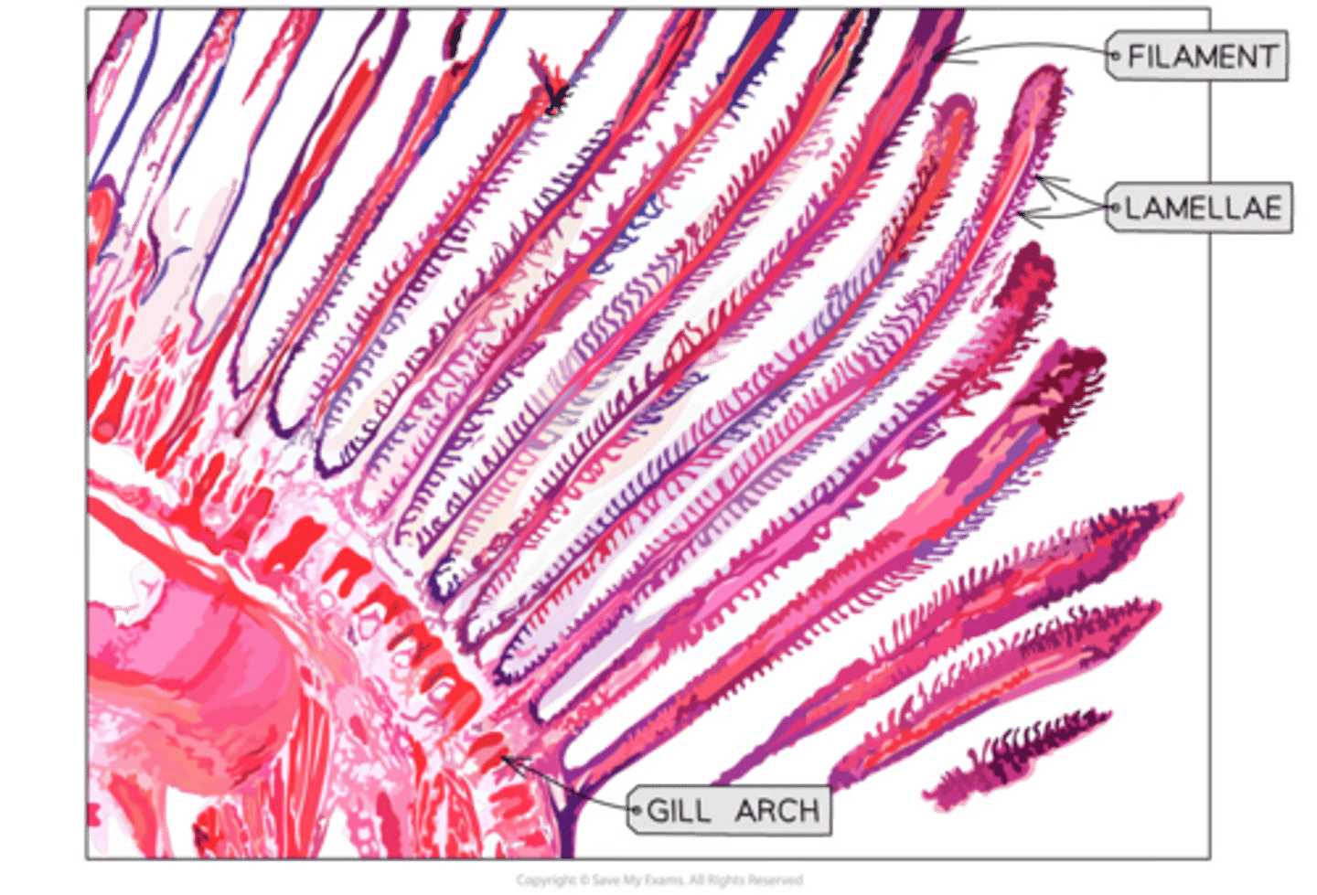 <p>-gill arch (resembles backbone for gills)<br>-different filaments are shown w/ many of lamellae visible</p>