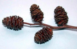 <p><span><strong>Šištice přisedlé</strong></span></p>