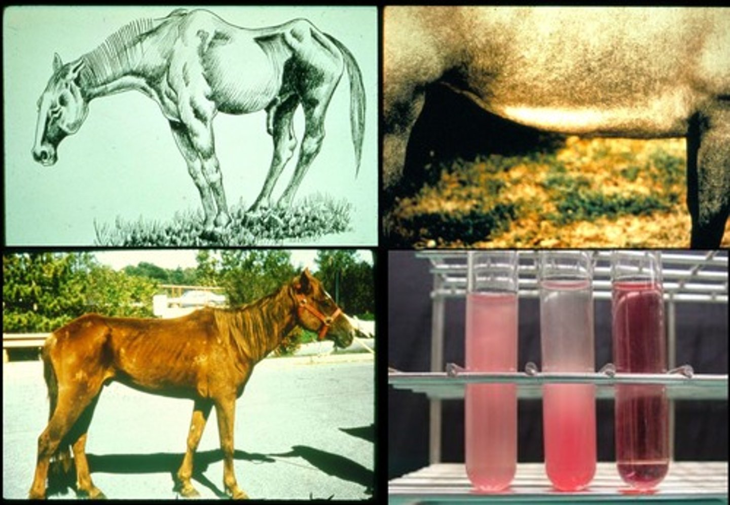 <p>Equine infectious anemia (aka swamp fever)</p><p>Caused by equine infectious anemia virus (EIAV), a lentivirus</p><p>Transmitted through blood-sucking insects</p><p>Signs: Fever, lethargy, anorexic, pale MMs, petechiae, icterus, neurologic signs, thrombocytopenia, anemia</p><p>No specific therapy</p><p>REPORTABLE</p><p>Quarantine or euthanasia</p><p>Coggins Test</p>