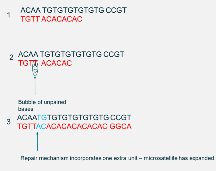 <p><span style="font-family: UICTFontTextStyleBody; font-size: 17px;">Short tandem repeats (e.g., CA repeats).</span></p><p class="p1"></p><p class="p1"><span style="font-family: UICTFontTextStyleBody; font-size: 17px;">Caused by DNA polymerase slippage during replication.</span></p><p class="p1"><span style="font-family: UICTFontTextStyleBody; font-size: 17px;">Found across genome (in genes and non-coding regions).</span></p><p class="p1"><span style="font-family: UICTFontTextStyleBody; font-size: 17px;">Can change protein length if inside a coding sequence (e.g., Huntington’s disease = CAG repeat expansion).</span></p><p class="p1"></p><p class="p1"><span style="font-family: UICTFontTextStyleBody; font-size: 17px;">Multiallelic: multiple repeat numbers possible at a locus.</span></p>