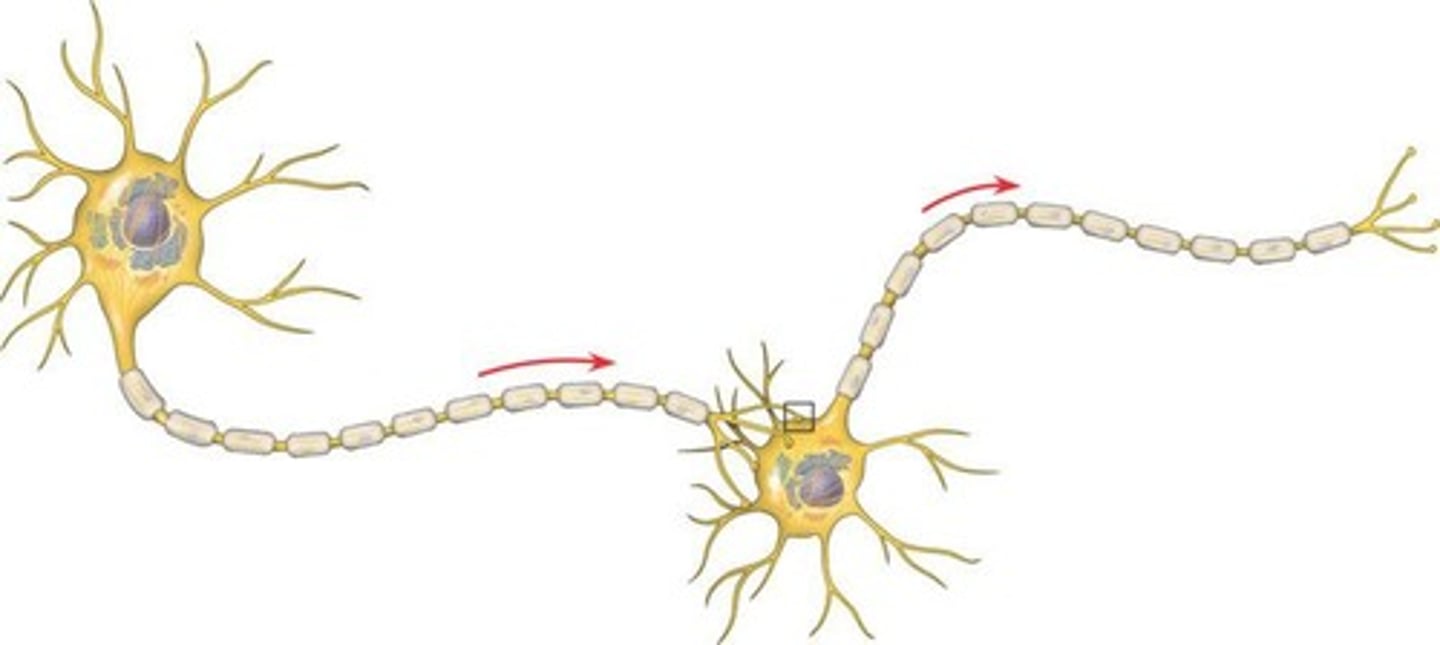 <p>Axons without myelin, slower signal conduction.</p>
