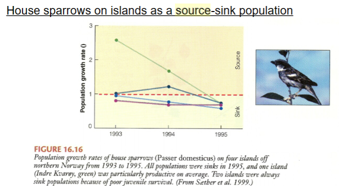 <p>Sparrow populations on four islands off the coast of Norway, with migration among the islands. All islands maintained relatively constant number across the three years of this study, with migration from source populations “rescuing” sinks. The graph shows that some islands are more productive that others, acting as sources in good years. But, in severe years, all populations are sinks</p>