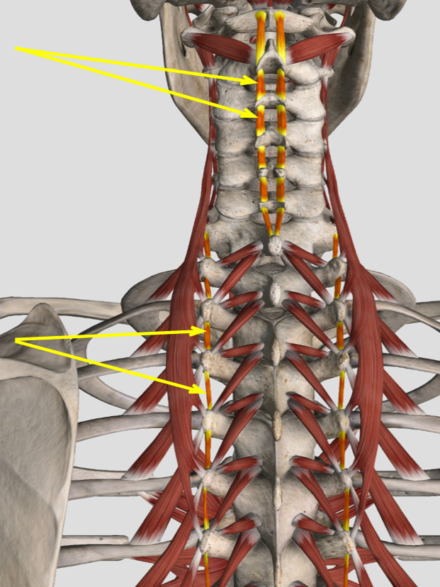 <p>What is this mm group called?</p><p>What mm are in this group?</p>
