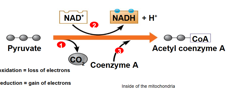 <p>aerobic respiration<br>Pyruvate Oxidization breaks pyruvate into Acetal CoA</p><p>inputs: pyruvate, NAD+</p><p>outputs: Co2, NADH, Acetal CoA</p><p>location: mitochondrial matrix</p><p>(pyruvate gets a haircut)</p>