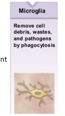 <p>Microglia Characteristics</p>