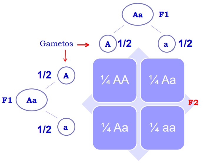 <p><span>Principio de la segregación.</span></p><p>Cada organismo diploide tiene <strong>dos alelos (iguales o diferentes)</strong> para cada carácter biológico. En la formación de los gametos, estos dos alelos se <strong>segregan </strong>(separan) <strong>al azar</strong>, de tal manera que cada gameto recibe uno u otro con<strong> igual probabilidad</strong>.</p>