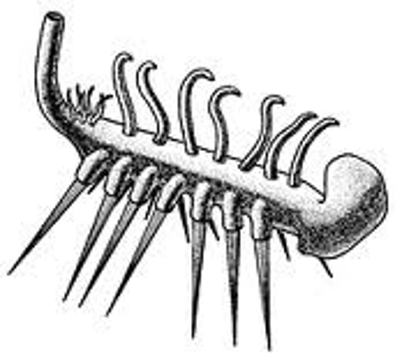 <p>An extinct marine animal with spines and tentacles</p>