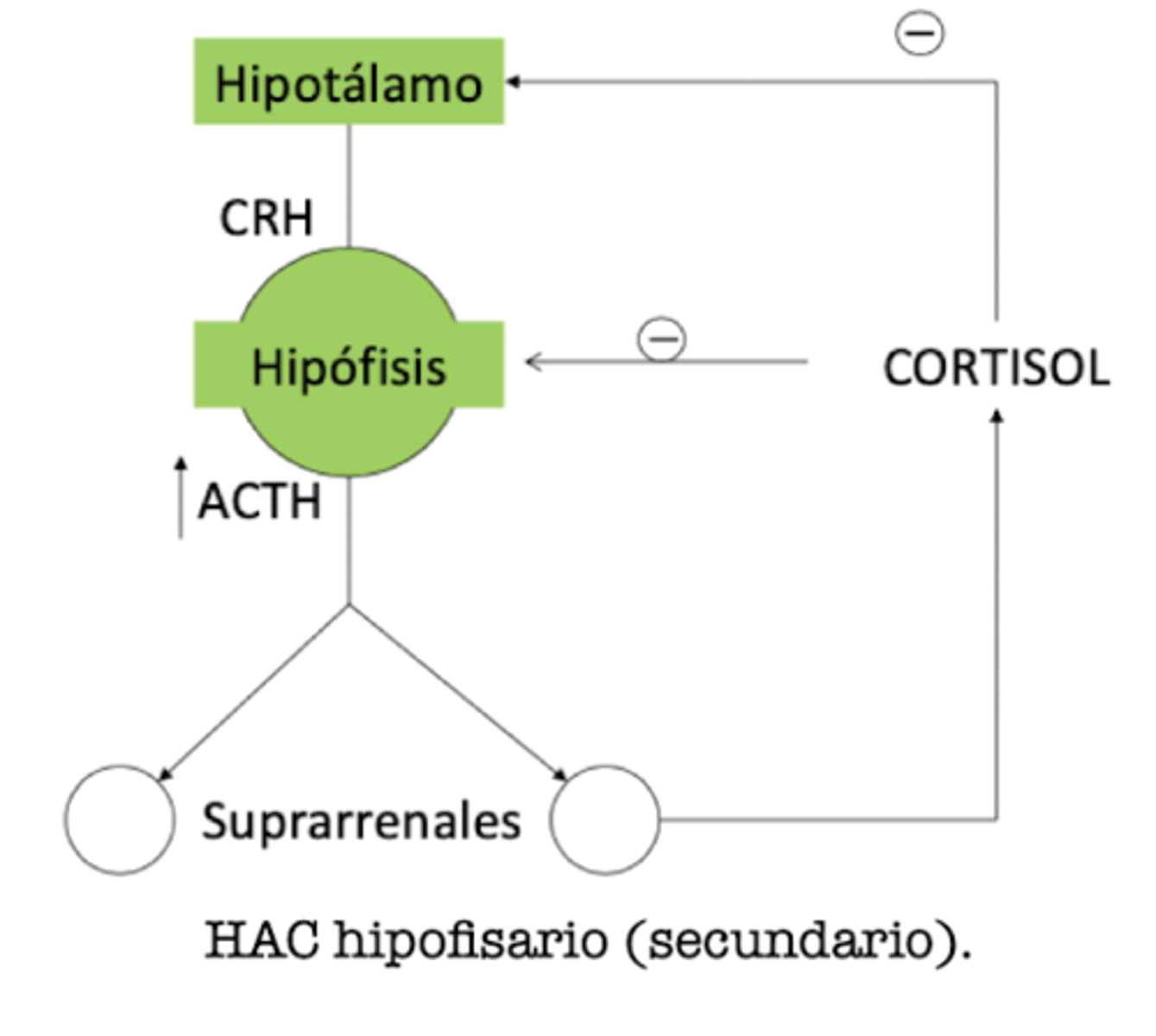 <p>HAC secundario (hipofisario)</p>