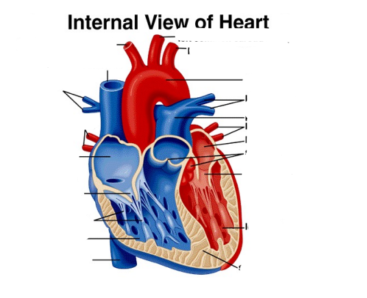 <p>Heart Anatomy </p>
