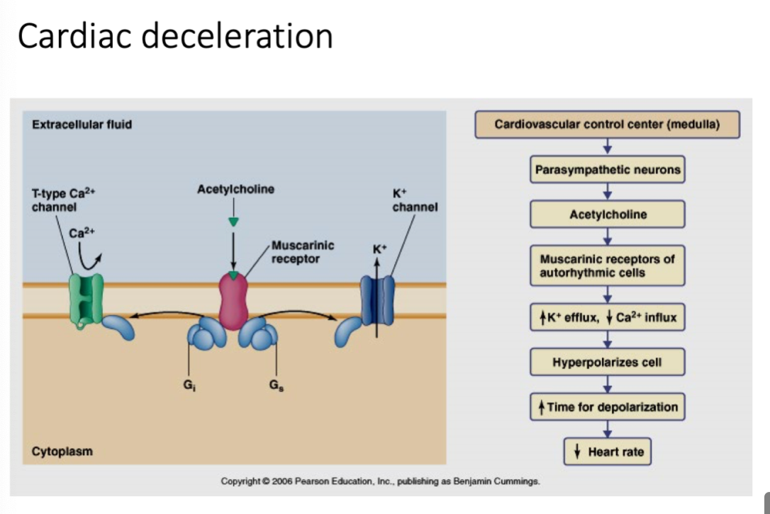- Uses parasympathetic neurons (caused by parasympathetic stimulation)
- Acetylcholine
- Muscarinic receptors of autorhythmic cells 
- Vagus nerve increases length of diastole 
--> Closes more Ca++ channels, opens more K+ channels 
-----> Hyperpolarization
--------> Increased time for depolarization (prolonged)
- Decreased heart rate 