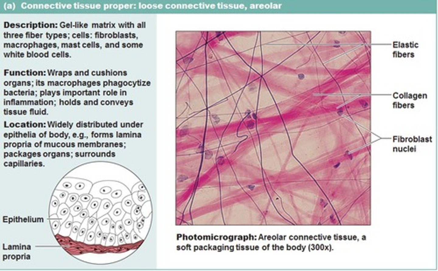 <p>gel-like matrix with all three fiber types; cells: fibroblasts, macrophages, mast cells, and some white blood cells</p>