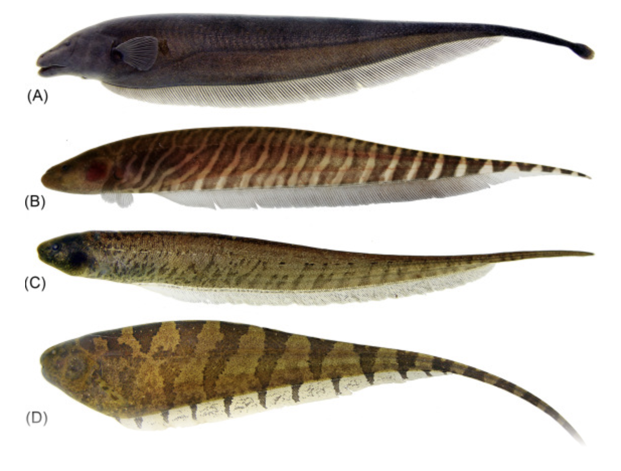 <p>South American knifefishes, electric eel</p><p></p><p>Key traits:</p><ul><li><p>256 spp</p></li><li><p>freshwater, 2-5 brachiostegal rays, no scales, jaws toothless, eel like body, swim with elongated anal fin, no pelvic/dorsal/adipose fins, produce and detect electrical impulses, generalized carnivores</p></li></ul><p></p>