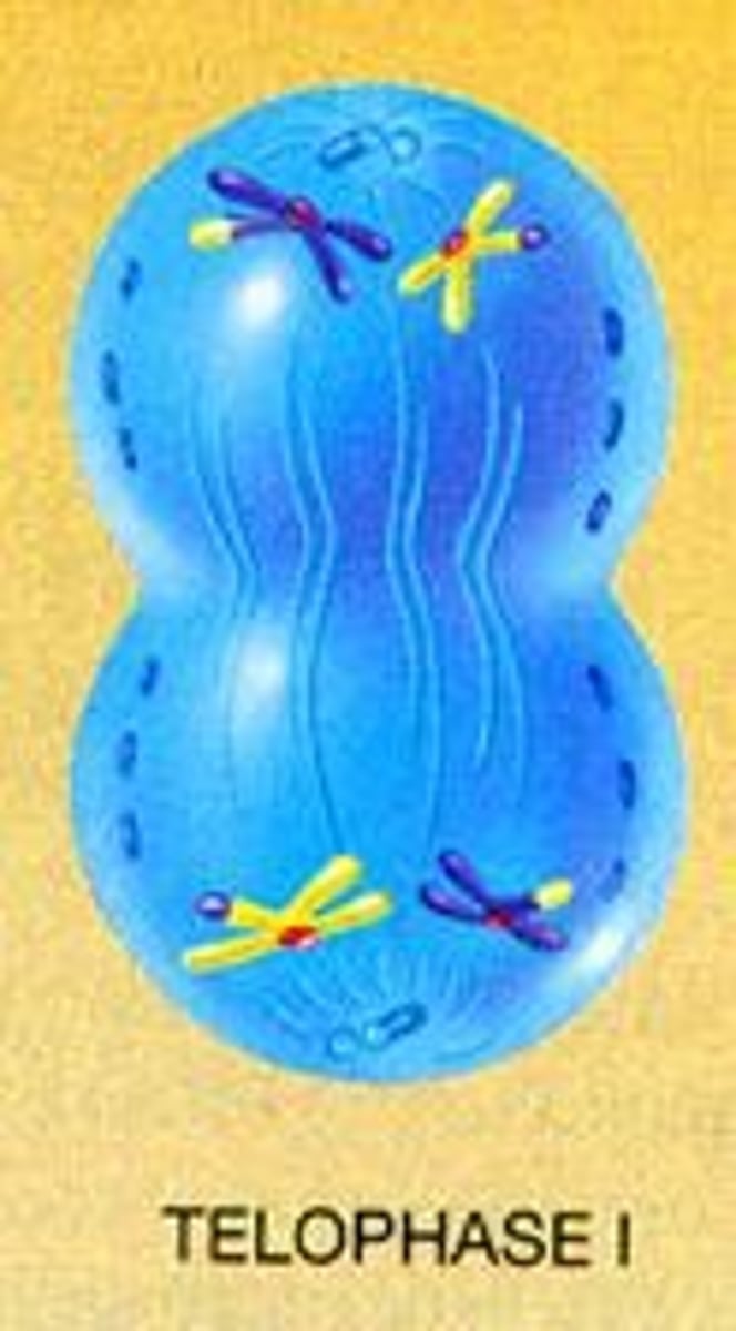 <p>Each side has a set of haploid set of chromosomes.<br>Each chromosome still has 2 chromatids.<br>Nuclear membrane forms around the 2 daughter cells.</p>