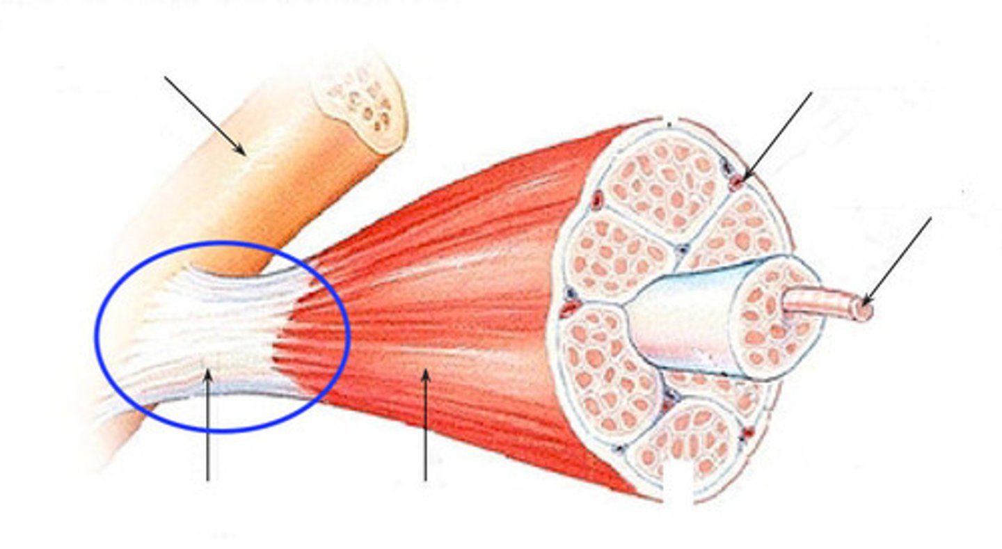 <p>Connects muscle to bone</p>