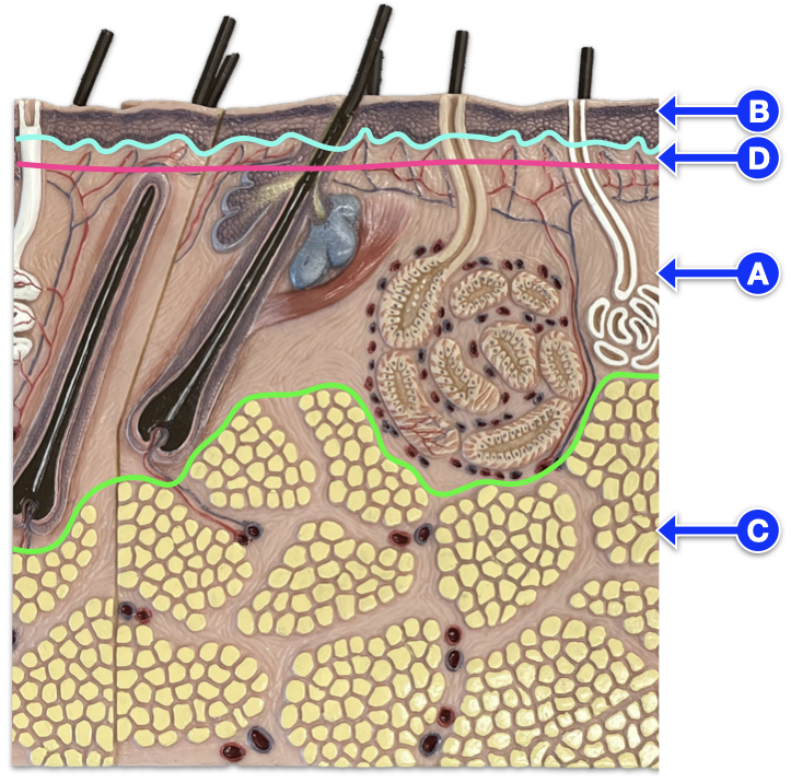 <p>areolar connective tissue</p>