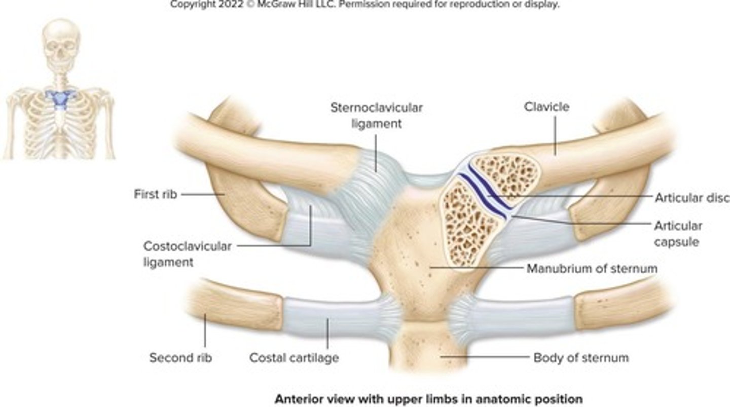 <p>A saddle joint with a fibrocartilaginous articular disc, allowing elevation, depression, and circumduction of the clavicle.</p>