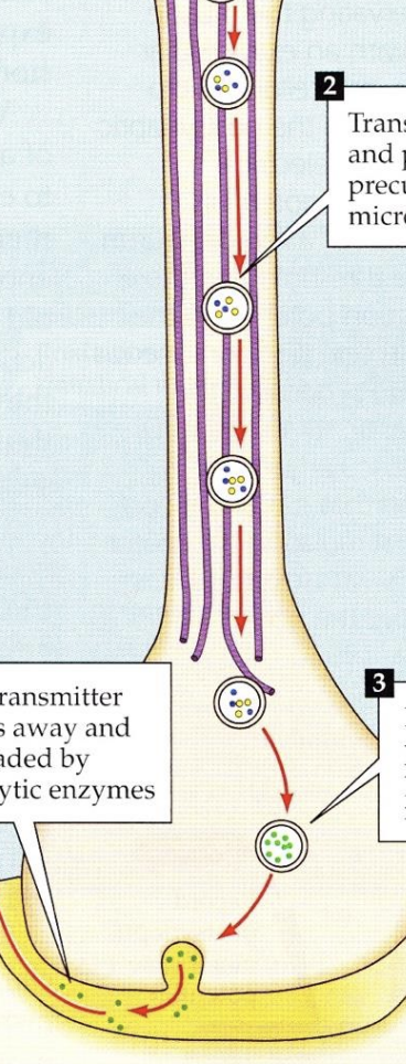 <p>After the transport of enzymes/peptide precursors down the microtubule tracks, _______ modify precursors to produce peptide neurotransmitter</p>