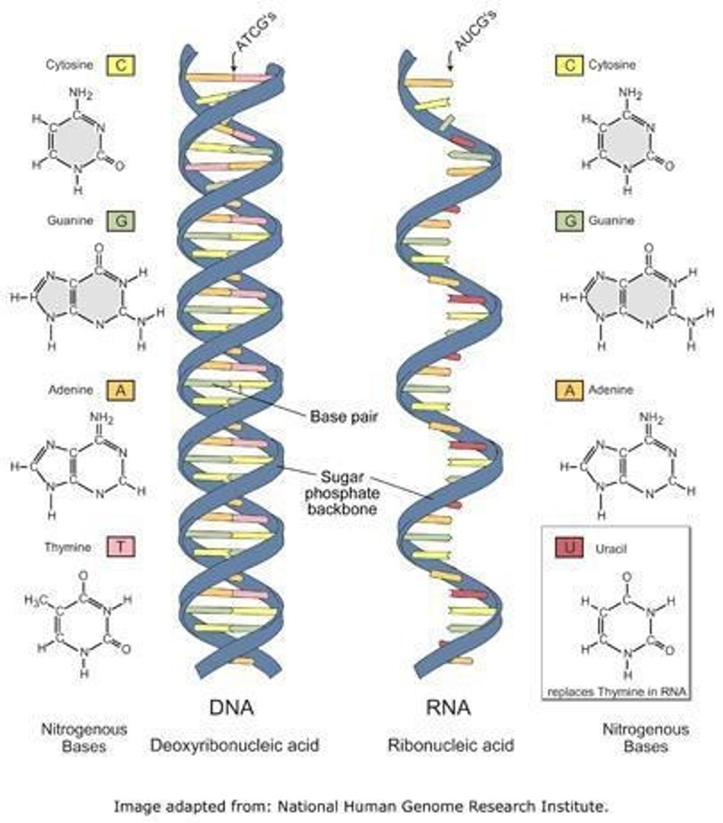 <p>single stranded</p>