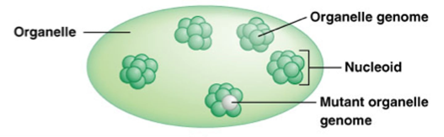 <p>A tiny cell structure that carries out a specific function within the cell</p>