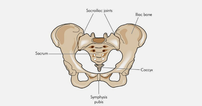 <ul><li><p>The ilium braces against the sacrum.</p></li><li><p>The sacrum has stout <strong>transverse processes </strong>(remember sacral vertrebra is fused):</p><ul><li><p>1 pair in amphibians</p></li><li><p>2 pairs in reptiles</p></li><li><p>3+ pairs in birds and mammals</p></li></ul></li><li><p>Some tetrapods also have <strong>Sacral Ribs</strong>, short ribs fused (ankylosed) to sacral transverse processes.</p></li></ul><p></p>