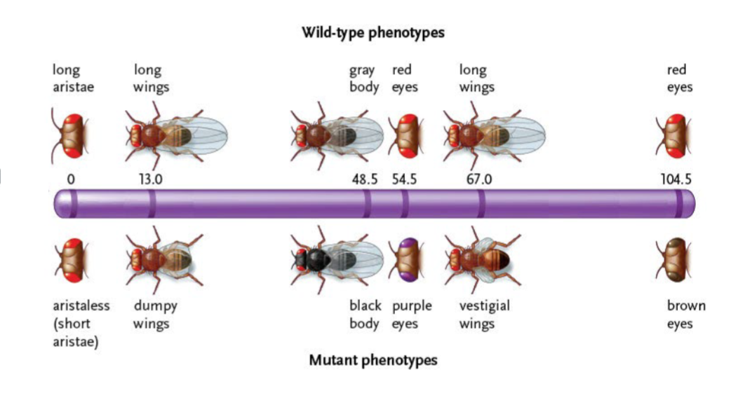 <p>Made from recombination frequencies, showing relative locations of genes on a chromosome.<br>Genes that are widely separated on a chromosome are so likely to undergo recombination that no linkage is detected between them due to the fact that they could be crossed over – the genes assort independently.</p><p>Linkage between such widely separated genes can still be detected, however, by testing their linkage to one or more genes that lie between them.</p><p>Some of the genes Mendel studied assort independently, even though they are on the same chromosome.</p>