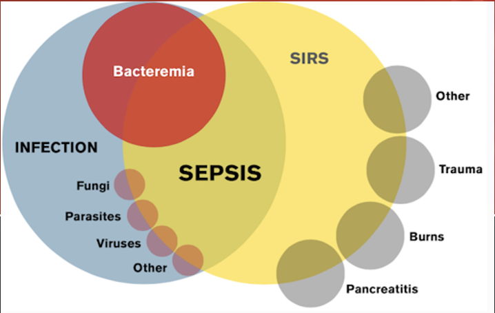 <p>The biggest source of sepsis is __________.</p>