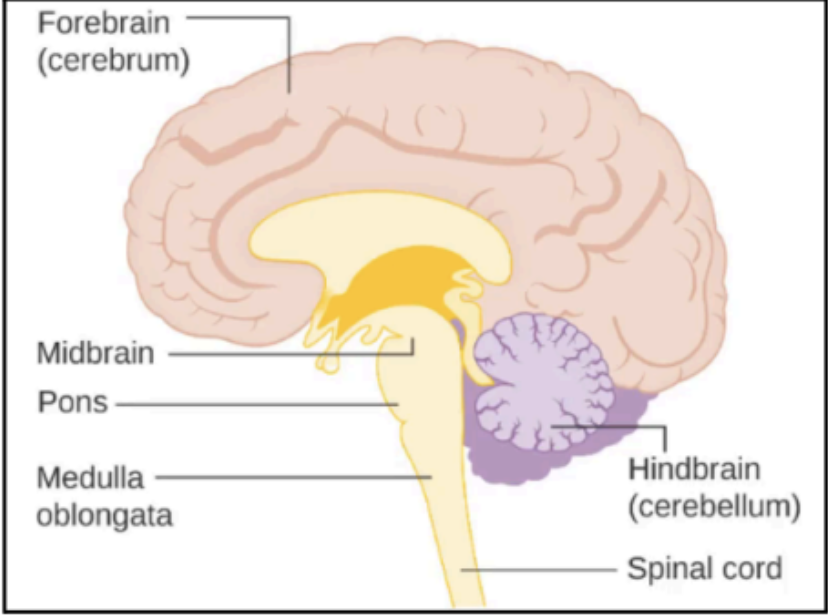 <ul><li><p>Cerebrum</p></li><li><p>Diencephalon</p></li></ul><p></p>