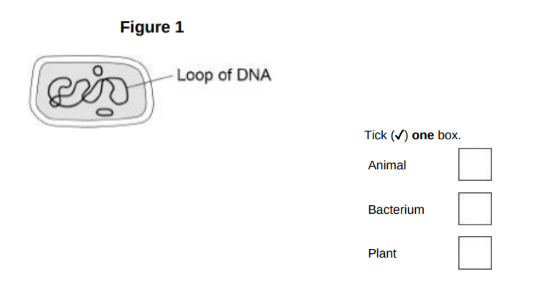 <p>This question is about cells.</p><p>Figure 1 shows a cell.</p><p>What type of cell is shown in Figure 1?</p>