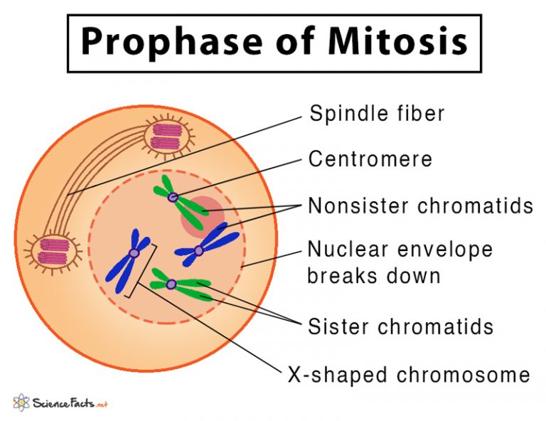 <ol><li><p>chromosomes condense and become visible</p></li><li><p>centrioles move to opposite poles of the cell</p></li><li><p>spindle fibres develop from centrioles</p></li><li><p>nuclear membrane breaks down and nucleolus disappears</p></li></ol><p></p>
