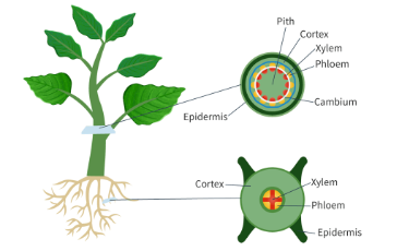 <ul><li><p><span style="background-color: transparent;"><span>Stem</span></span></p></li></ul><table style="min-width: 50px;"><colgroup><col style="min-width: 25px;"><col style="min-width: 25px;"></colgroup><tbody><tr><td colspan="1" rowspan="1" style="border-width: 1pt; border-style: solid; border-color: rgb(0, 0, 0); vertical-align: top; padding: 5pt; overflow: hidden; overflow-wrap: break-word;"><p><span style="background-color: transparent;"><span>Tissue&nbsp;</span></span></p></td><td colspan="1" rowspan="1" style="border-width: 1pt; border-style: solid; border-color: rgb(0, 0, 0); vertical-align: top; padding: 5pt; overflow: hidden; overflow-wrap: break-word;"><p><span style="background-color: transparent;"><span>Function&nbsp;</span></span></p></td></tr><tr><td colspan="1" rowspan="1" style="border-width: 1pt; border-style: solid; border-color: rgb(0, 0, 0); vertical-align: top; padding: 5pt; overflow: hidden; overflow-wrap: break-word;"><p><span style="background-color: transparent;"><span>epidermis</span></span></p></td><td colspan="1" rowspan="1" style="border-width: 1pt; border-style: solid; border-color: rgb(0, 0, 0); vertical-align: top; padding: 5pt; overflow: hidden; overflow-wrap: break-word;"><p><span style="background-color: transparent;"><span>Prevents water loss, protection from microorganisms</span></span></p></td></tr><tr><td colspan="1" rowspan="1" style="border-width: 1pt; border-style: solid; border-color: rgb(0, 0, 0); vertical-align: top; padding: 5pt; overflow: hidden; overflow-wrap: break-word;"><p><span style="background-color: transparent;"><span>cortex</span></span></p></td><td colspan="1" rowspan="1" style="border-width: 1pt; border-style: solid; border-color: rgb(0, 0, 0); vertical-align: top; padding: 5pt; overflow: hidden; overflow-wrap: break-word;"><p><span style="background-color: transparent;"><span>Unspecialized cell layer, can store food</span></span></p></td></tr><tr><td colspan="1" rowspan="1" style="border-width: 1pt; border-style: solid; border-color: rgb(0, 0, 0); vertical-align: top; padding: 5pt; overflow: hidden; overflow-wrap: break-word;"><p><span style="background-color: transparent;"><span>xylem</span></span></p></td><td colspan="1" rowspan="1" style="border-width: 1pt; border-style: solid; border-color: rgb(0, 0, 0); vertical-align: top; padding: 5pt; overflow: hidden; overflow-wrap: break-word;"><p><span style="background-color: transparent;"><span>Transport tubes that bring up water from roots</span></span></p></td></tr><tr><td colspan="1" rowspan="1" style="border-width: 1pt; border-style: solid; border-color: rgb(0, 0, 0); vertical-align: top; padding: 5pt; overflow: hidden; overflow-wrap: break-word;"><p><span style="background-color: transparent;"><span>Vascular bundle</span></span></p></td><td colspan="1" rowspan="1" style="border-width: 1pt; border-style: solid; border-color: rgb(0, 0, 0); vertical-align: top; padding: 5pt; overflow: hidden; overflow-wrap: break-word;"><p><span style="background-color: transparent;"><span>Contains vessels of xylem and phloem</span></span></p></td></tr><tr><td colspan="1" rowspan="1" style="border-width: 1pt; border-style: solid; border-color: rgb(0, 0, 0); vertical-align: top; padding: 5pt; overflow: hidden; overflow-wrap: break-word;"><p><span style="background-color: transparent;"><span>phloem</span></span></p></td><td colspan="1" rowspan="1" style="border-width: 1pt; border-style: solid; border-color: rgb(0, 0, 0); vertical-align: top; padding: 5pt; overflow: hidden; overflow-wrap: break-word;"><p><span style="background-color: transparent;"><span>Transports carbohydrates, usually leaves to other parts of the plant</span></span></p></td></tr></tbody></table><ul><li><p><span style="background-color: transparent;"><span>Root</span></span></p></li></ul><p><br></p><table style="min-width: 50px;"><colgroup><col style="min-width: 25px;"><col style="min-width: 25px;"></colgroup><tbody><tr><td colspan="1" rowspan="1" style="border-width: 1pt; border-style: solid; border-color: rgb(0, 0, 0); vertical-align: top; padding: 5pt; overflow: hidden; overflow-wrap: break-word;"><p><span style="background-color: transparent;"><span>Tissue&nbsp;</span></span></p></td><td colspan="1" rowspan="1" style="border-width: 1pt; border-style: solid; border-color: rgb(0, 0, 0); vertical-align: top; padding: 5pt; overflow: hidden; overflow-wrap: break-word;"><p><span style="background-color: transparent;"><span>Function&nbsp;</span></span></p></td></tr><tr><td colspan="1" rowspan="1" style="border-width: 1pt; border-style: solid; border-color: rgb(0, 0, 0); vertical-align: top; padding: 5pt; overflow: hidden; overflow-wrap: break-word;"><p><span style="background-color: transparent;"><span>Epidermis&nbsp;</span></span></p></td><td colspan="1" rowspan="1" style="border-width: 1pt; border-style: solid; border-color: rgb(0, 0, 0); vertical-align: top; padding: 5pt; overflow: hidden; overflow-wrap: break-word;"><p><span style="background-color: transparent;"><span>Grows root hairs that increase SA for water uptake</span></span></p></td></tr><tr><td colspan="1" rowspan="1" style="border-width: 1pt; border-style: solid; border-color: rgb(0, 0, 0); vertical-align: top; padding: 5pt; overflow: hidden; overflow-wrap: break-word;"><p><span style="background-color: transparent;"><span>cortex</span></span></p></td><td colspan="1" rowspan="1" style="border-width: 1pt; border-style: solid; border-color: rgb(0, 0, 0); vertical-align: top; padding: 5pt; overflow: hidden; overflow-wrap: break-word;"><p><span style="background-color: transparent;"><span>Unspecialized cell layer that stores food reserves</span></span></p></td></tr><tr><td colspan="1" rowspan="1" style="border-width: 1pt; border-style: solid; border-color: rgb(0, 0, 0); vertical-align: top; padding: 5pt; overflow: hidden; overflow-wrap: break-word;"><p><span style="background-color: transparent;"><span>xylem</span></span></p></td><td colspan="1" rowspan="1" style="border-width: 1pt; border-style: solid; border-color: rgb(0, 0, 0); vertical-align: top; padding: 5pt; overflow: hidden; overflow-wrap: break-word;"><p><span style="background-color: transparent;"><span>Transport tubes for water and minerals, starting in roots</span></span></p></td></tr><tr><td colspan="1" rowspan="1" style="border-width: 1pt; border-style: solid; border-color: rgb(0, 0, 0); vertical-align: top; padding: 5pt; overflow: hidden; overflow-wrap: break-word;"><p><span style="background-color: transparent;"><span>Phloem&nbsp;</span></span></p></td><td colspan="1" rowspan="1" style="border-width: 1pt; border-style: solid; border-color: rgb(0, 0, 0); vertical-align: top; padding: 5pt; overflow: hidden; overflow-wrap: break-word;"><p><span style="background-color: transparent;"><span>Transport tubes that receive sugars from leaves</span></span></p></td></tr><tr><td colspan="1" rowspan="1" style="border-width: 1pt; border-style: solid; border-color: rgb(0, 0, 0); vertical-align: top; padding: 5pt; overflow: hidden; overflow-wrap: break-word;"><p><span style="background-color: transparent;"><span>Vascular bundle</span></span></p></td><td colspan="1" rowspan="1" style="border-width: 1pt; border-style: solid; border-color: rgb(0, 0, 0); vertical-align: top; padding: 5pt; overflow: hidden; overflow-wrap: break-word;"><p><span style="background-color: transparent;"><span>Center of root, contains xylem and phloem</span></span></p></td></tr></tbody></table><p></p>