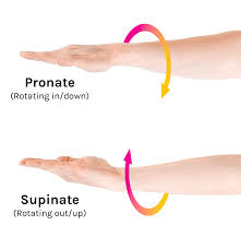 <p>pronation </p>